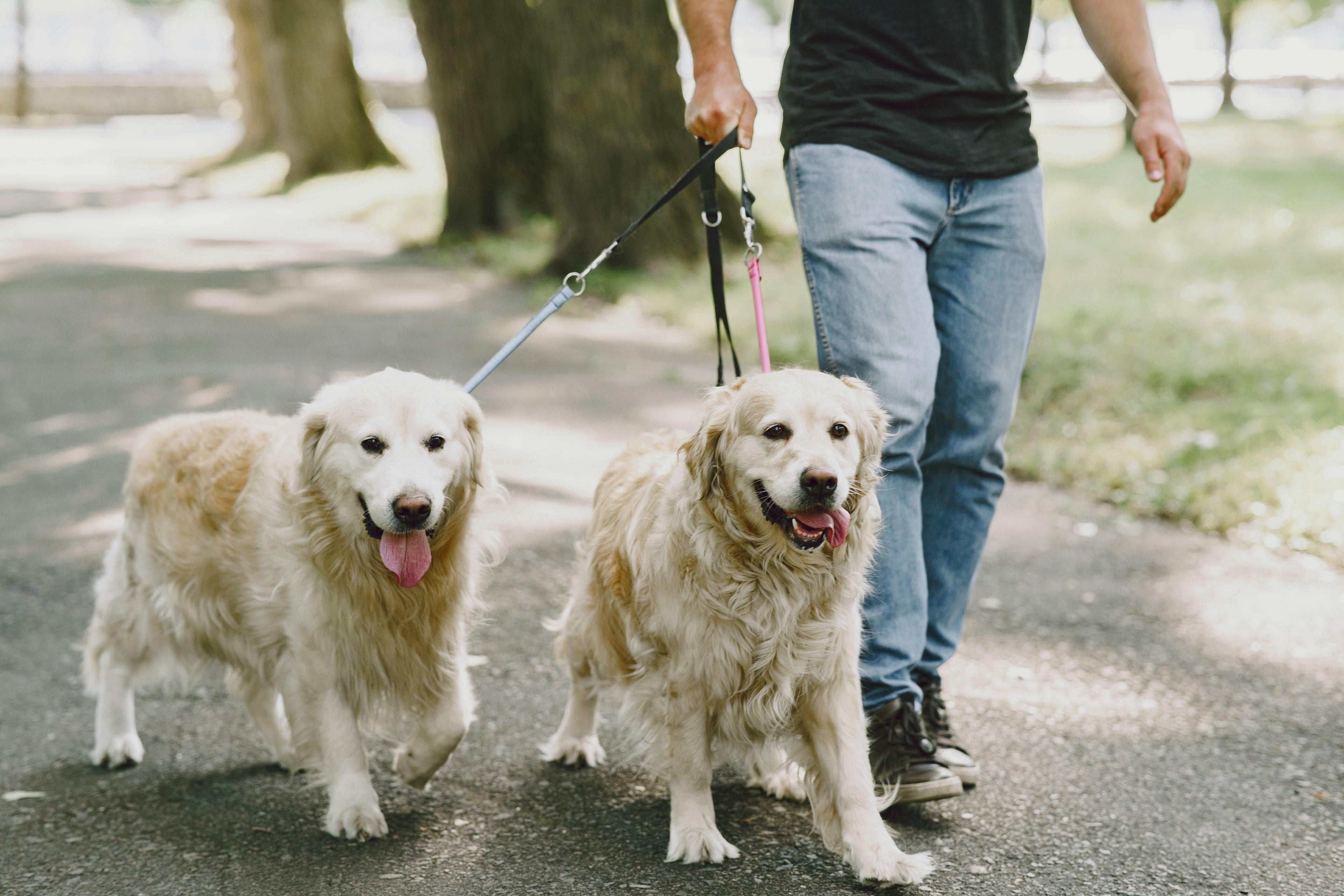 Walk