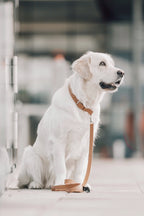 Kollu Collar
