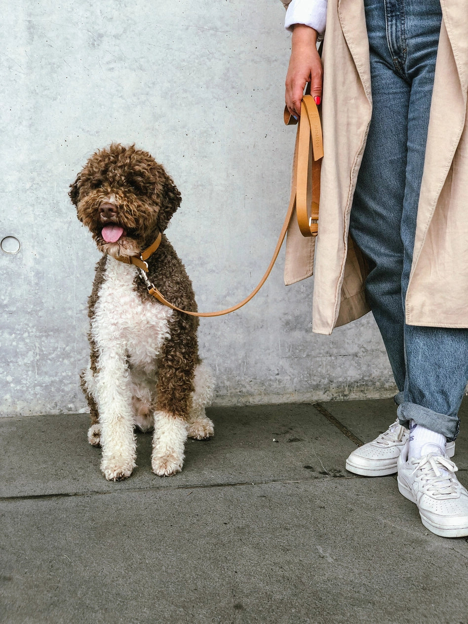 Lussa Leash & Kollu Collar Set