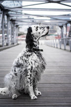 Kollu Collar