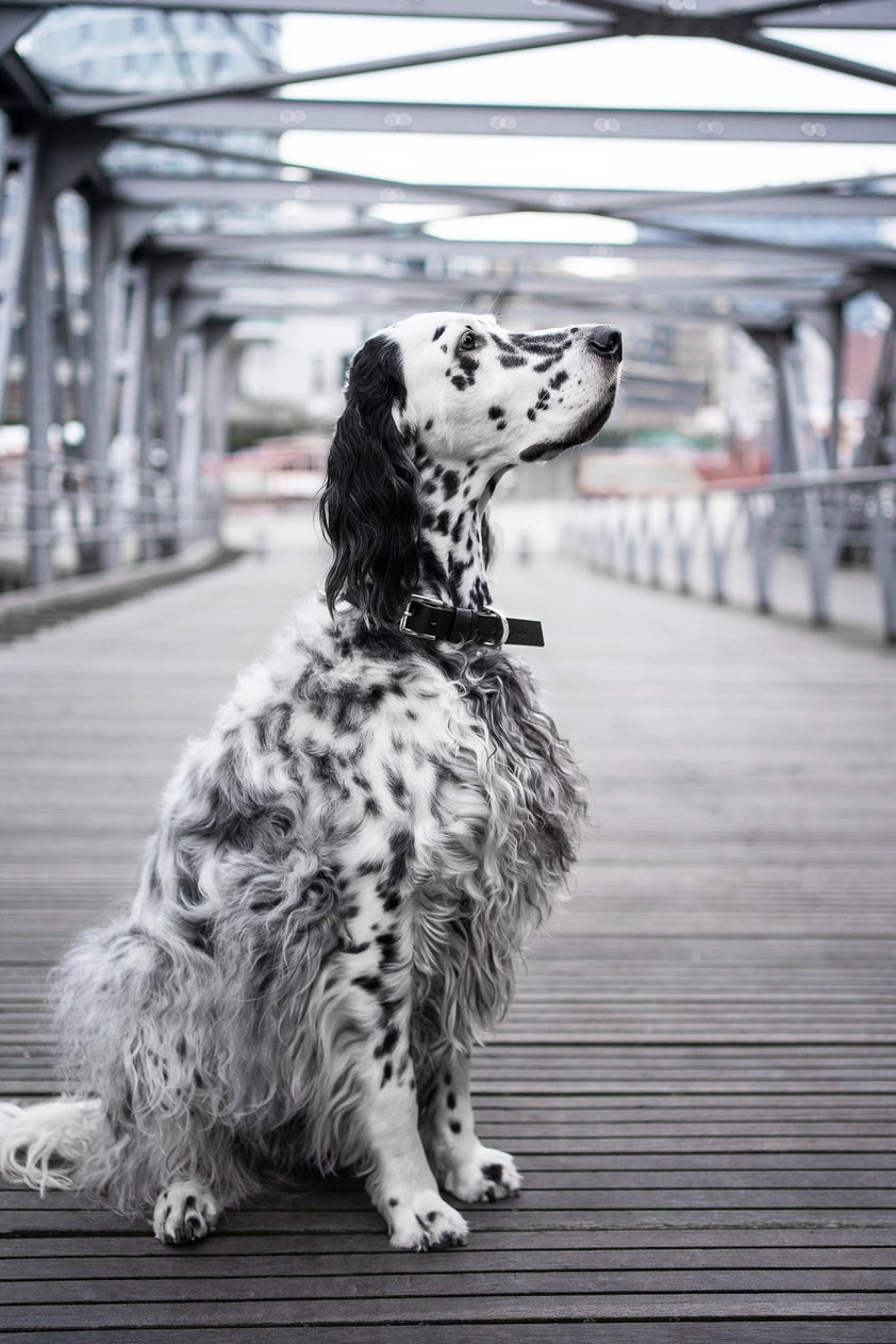 Kollu Collar
