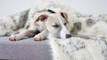 Dog lying on a textured surface with a soft blanket