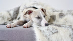 Dog lying on a textured surface with a soft blanket
