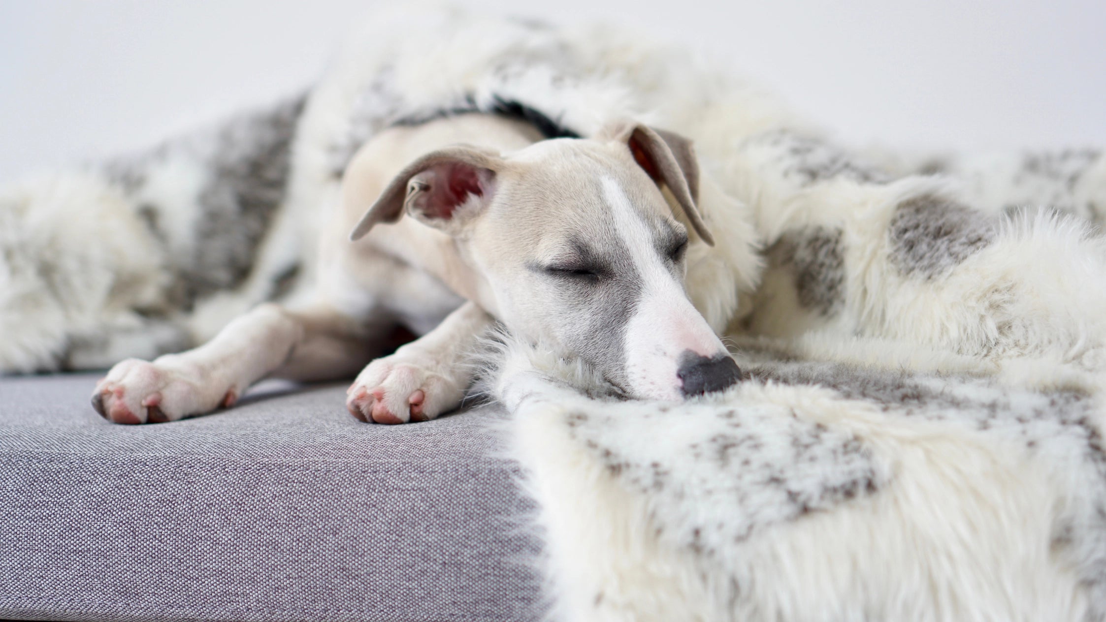 Dog lying on a textured surface with a soft blanket