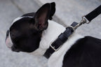 Kollu Collar