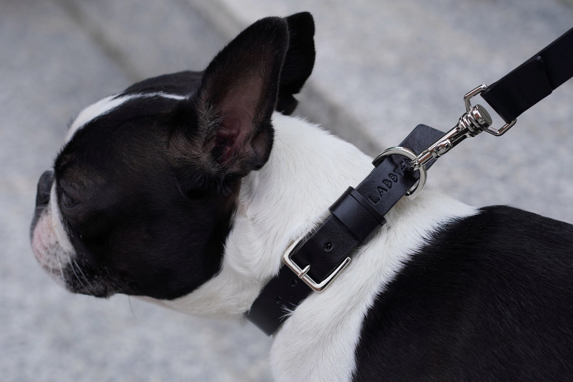 Kollu Collar