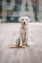 Lussa Leash