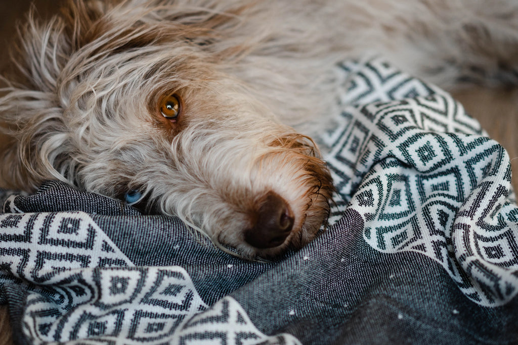 Linaa Dog Towel