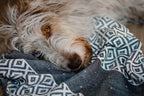 Linaa Dog Towel