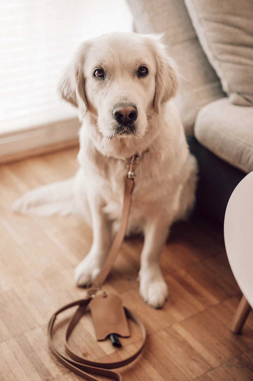 Lussa Leash