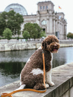 Lussa Leash