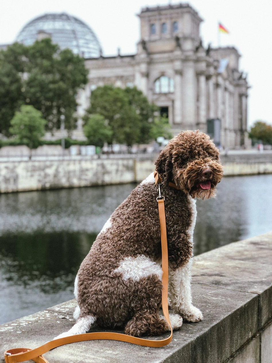 Lussa Leash
