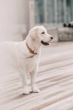 Kollu Collar