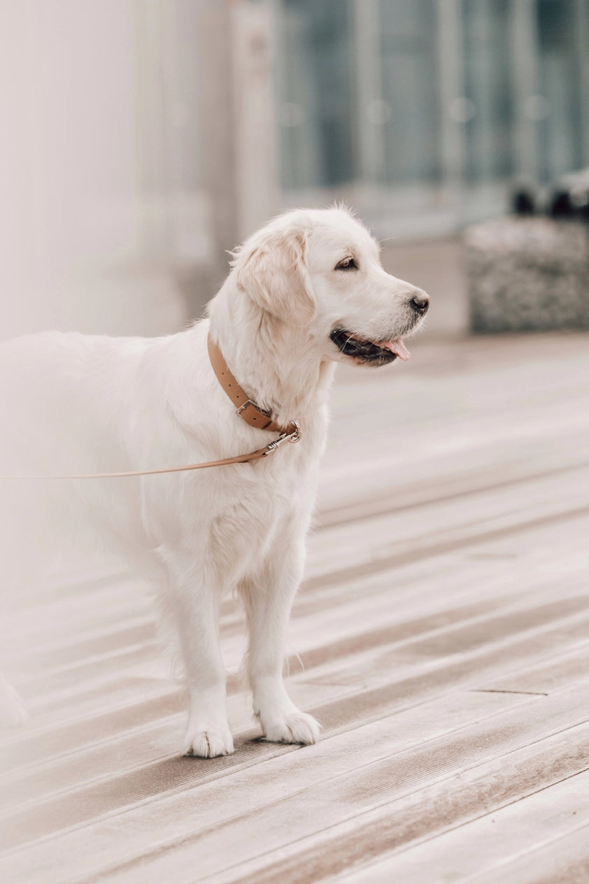 Kollu Collar