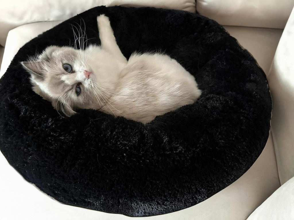Cloud Comfort Bed