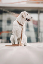 Lussa Leash