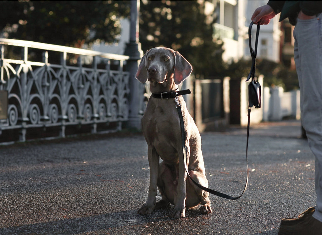 Lussa Leash