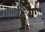 Lussa Leash