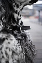 Kollu Collar