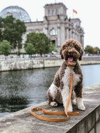 Lussa Leash