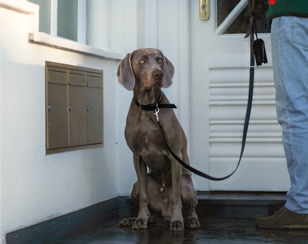 Lussa Leash