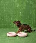 Forma Dog Bowl