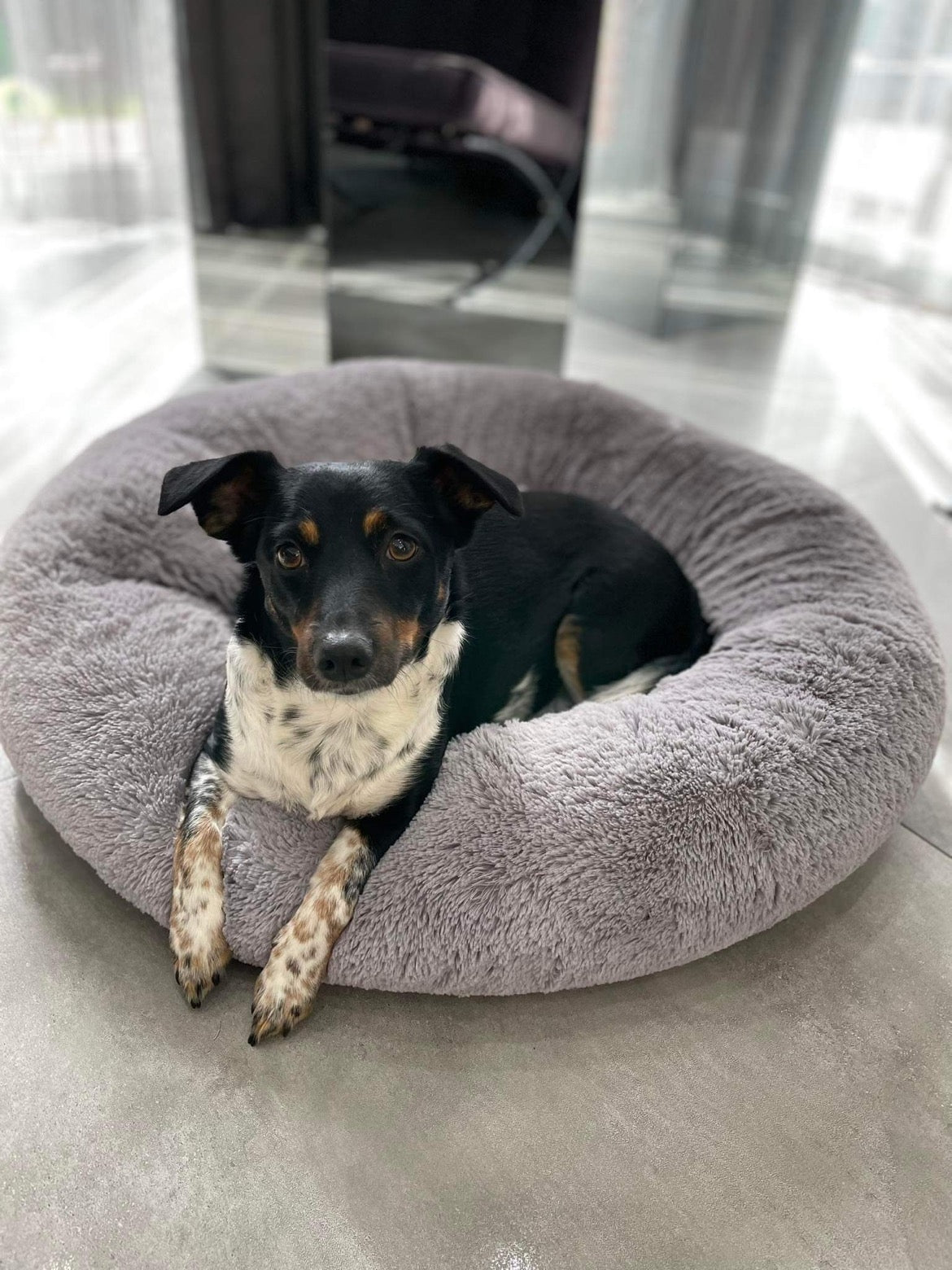 Cloud Comfort Bed
