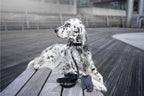 Lussa Leash