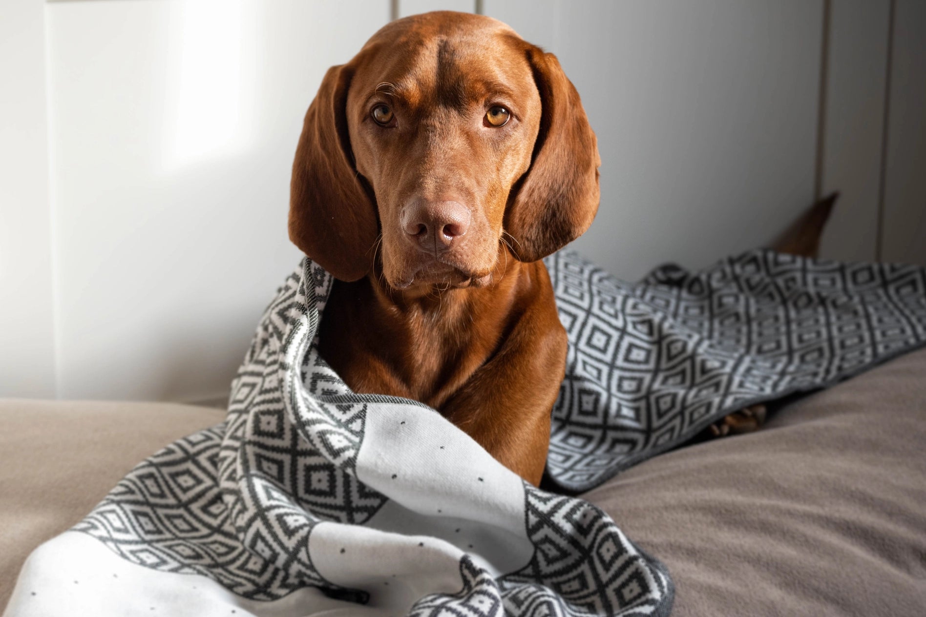 Linaa Dog Towel