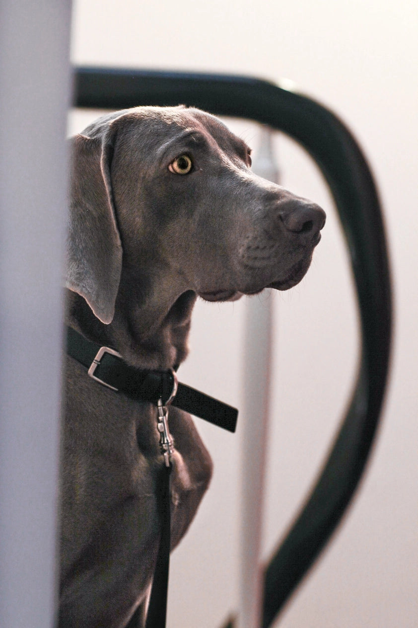 Kollu Collar