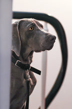 Kollu Collar