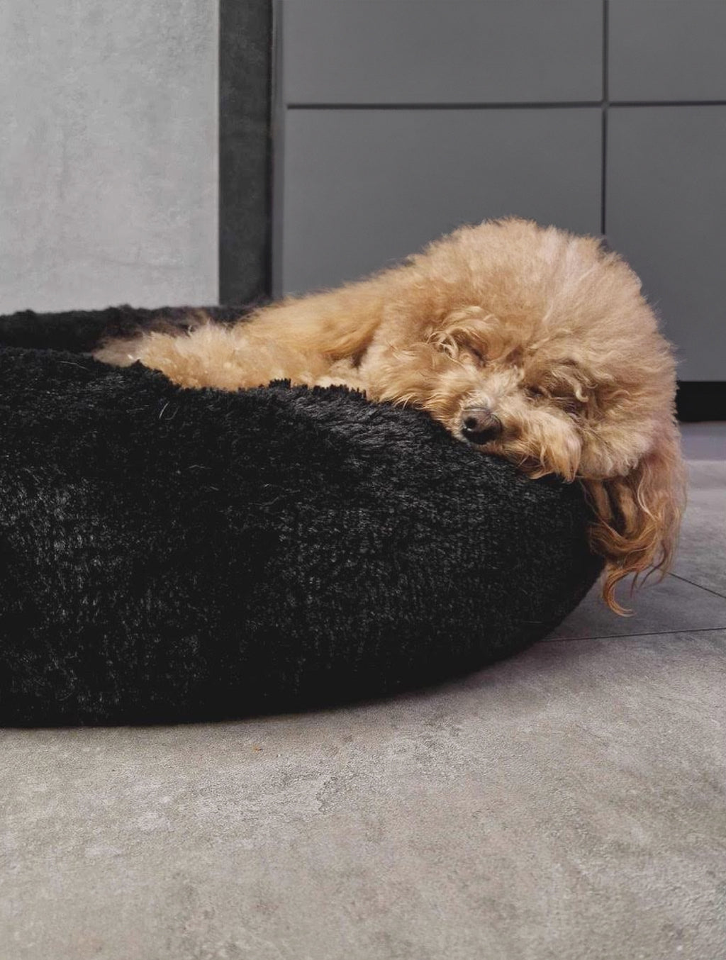 Cloud Comfort Bed