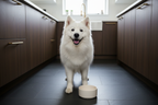 Happy Samoyed
