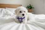 Fluffy white dog wearing purple daisy bandana indoors on white linen