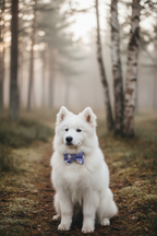 Lifestyle photo of Pâquerette Bow Tie