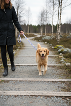 Lifestyle photo of Pâquerette Leash