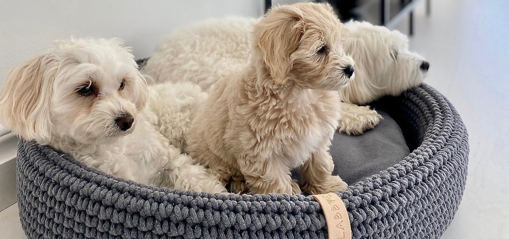 Three small dogs resting together in the Lukko anthracite handwoven cotton rope dog basket