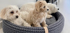 Three small dogs resting together in the Lukko anthracite handwoven cotton rope dog basket