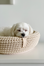 Maltese dog in Coco beige basket