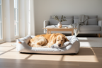 Mist — Scandinavian interior, golden retriever