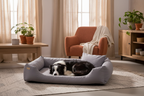 Stone — European interior, border collie