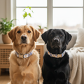 Two dogs close-up
